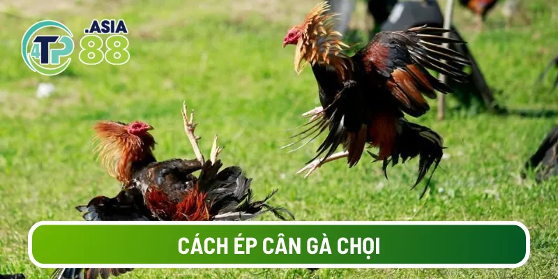 Cách ép cân gà chọi