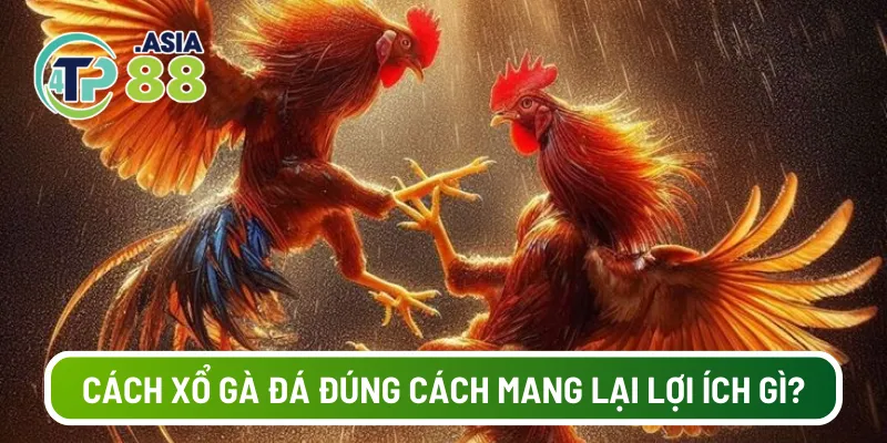 Cách xổ gà đá đúng cách mang lại lợi ích gì?