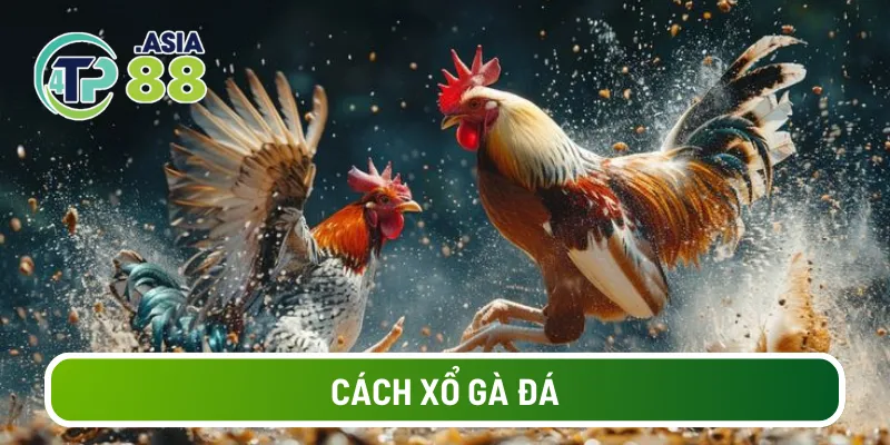 Cách xổ gà đá