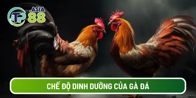 Chế độ dinh dưỡng của gà đá
