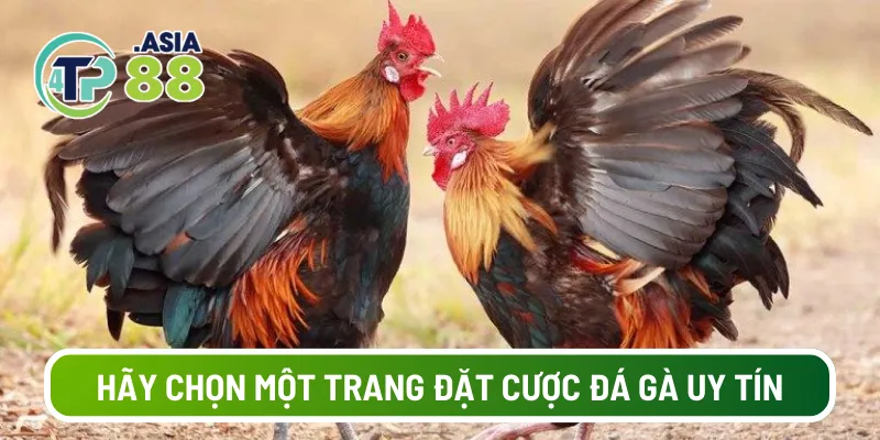 Hãy chọn một trang đặt cược đá gà uy tín