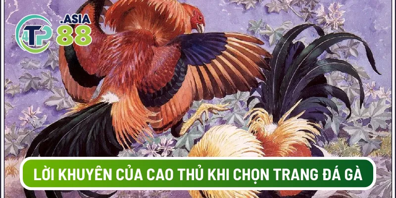 Lời khuyên của cao thủ khi chọn trang đá gà