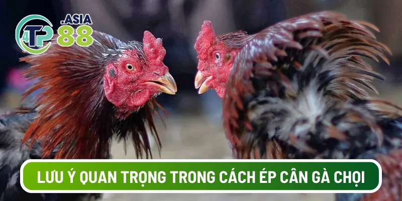 Lưu ý quan trọng trong cách ép cân gà chọi