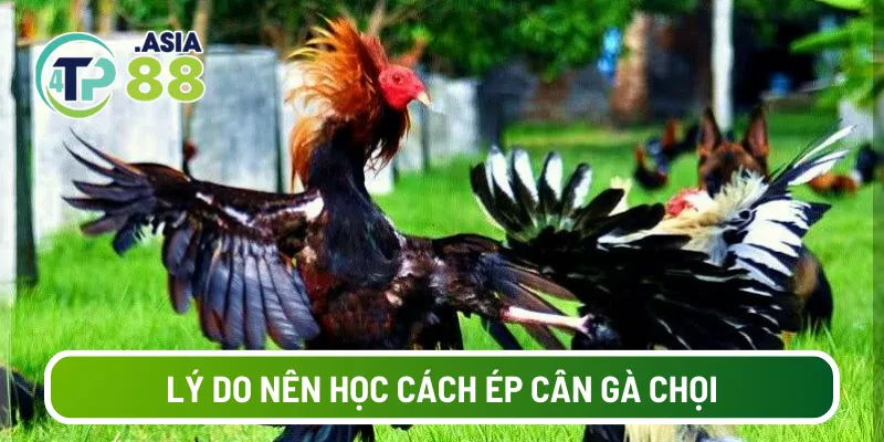 Lý do nên học cách ép cân gà chọi