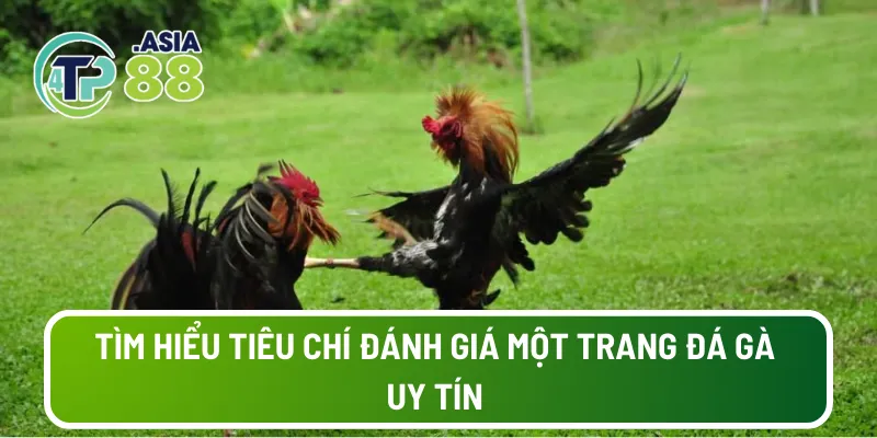 Tìm hiểu tiêu chí đánh giá một trang đá gà uy tín 