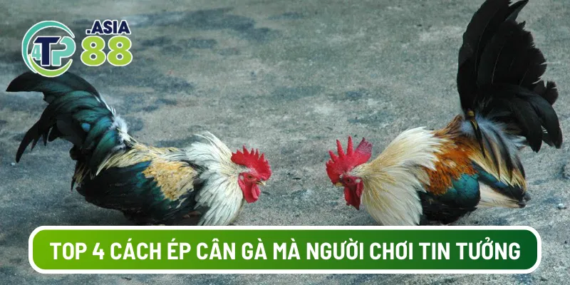 Top 4 cách ép cân gà mà người chơi tin tưởng
