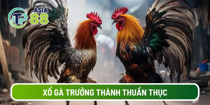 Xổ gà trưởng thành thuần thục