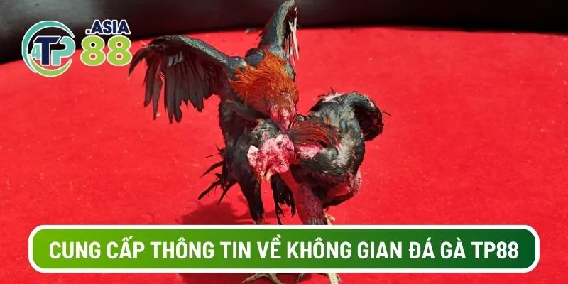 Cung cấp thông tin đầy đủ về không gian đá gà TP88