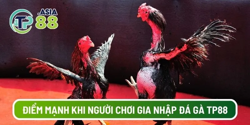Điểm mạnh khi người chơi gia nhập đá gà TP88