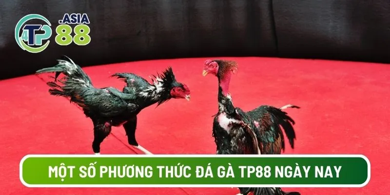 Một số phương thức đá gà TP88 ngày nay